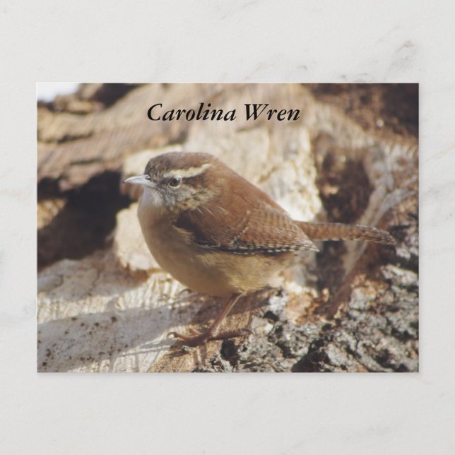 Carolina Wren Postcard (Front)