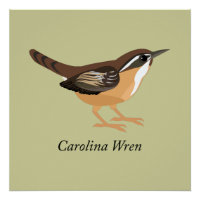 Carolina Wren