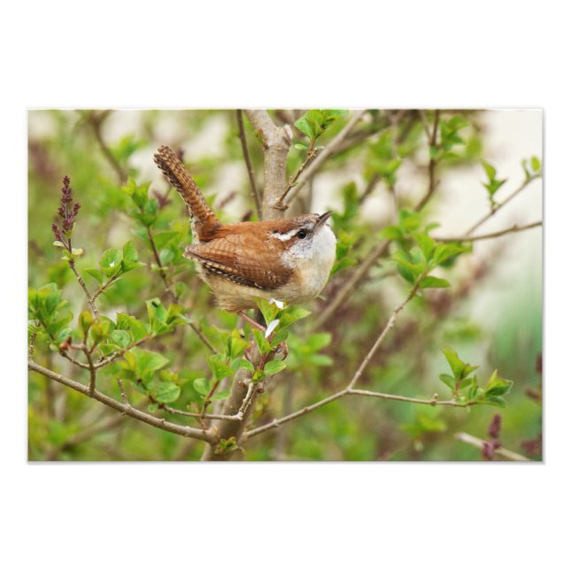 Carolina Wren Print (Front)