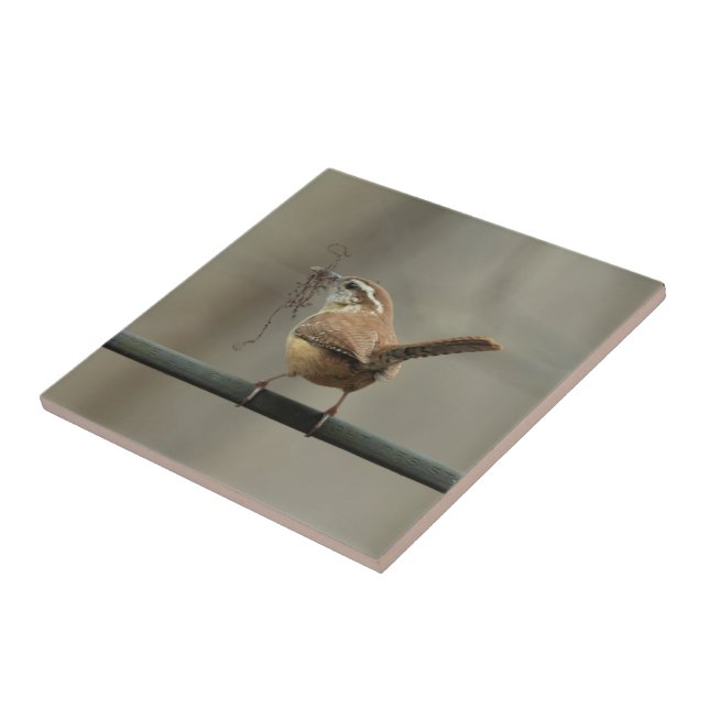Carolina Wren Songbird Tile (Side)