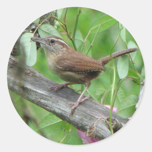 Carolina Wren Sticker (Front)