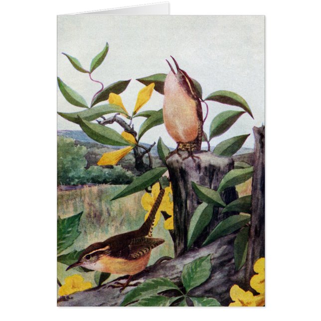 Carolina Wrens and Yellow Jessamine (Front)