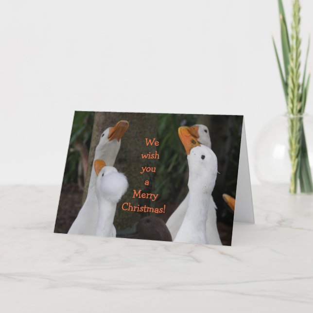 Caroling White Ducks Funny Holiday Card (Front)