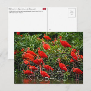 Caroni Bird Sanctuary, Trinidad & Tobago Travel Postcard