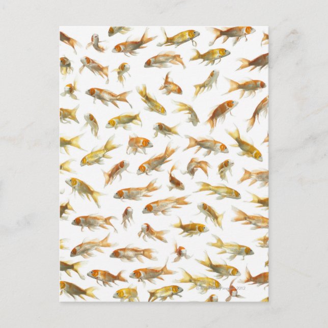 Carp (Cyprinus carpio) 2 Postcard (Front)