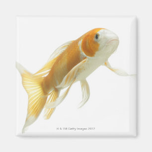 Carp (Cyprinus carpio) Magnet