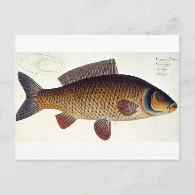 Carp (Cyprinus Carpio) plate XVI from 'Ichthyologi Postcard (Front)