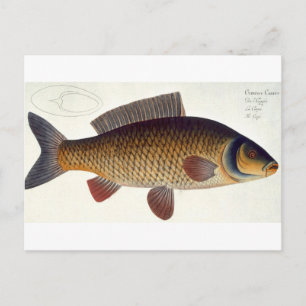 Carp (Cyprinus Carpio) plate XVI from 'Ichthyologi Postcard