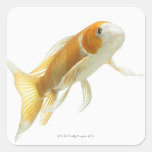 Carp (Cyprinus carpio) Square Sticker