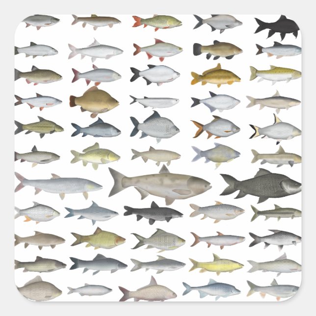 Carp Family Group Square Sticker (Front)