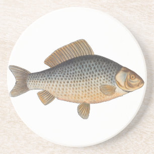 Carp fish fishing painting freshwater coaster
