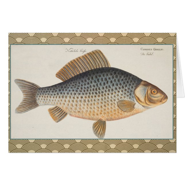Carp fish fishing painting freshwater drawing  (Front Horizontal)