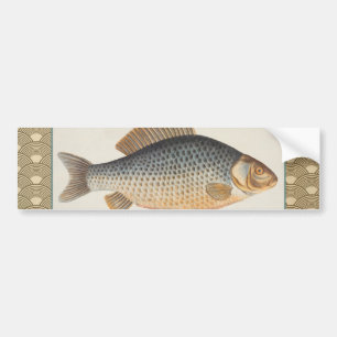 Carp fish fishing painting freshwater drawing  bumper sticker