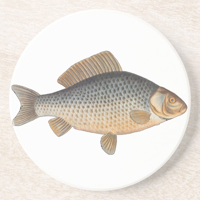 Carp fish fishing painting freshwater drawing  coaster (Front)