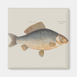 Carp fish fishing painting freshwater drawing  magnet