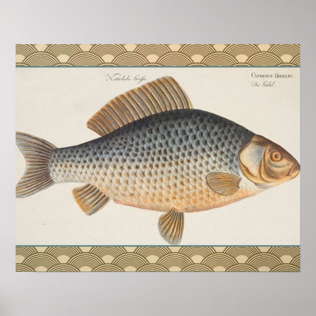 Carp fish fishing painting freshwater drawing  poster (Front)