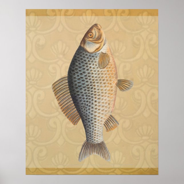 Carp fish fishing painting freshwater drawing  poster (Front)