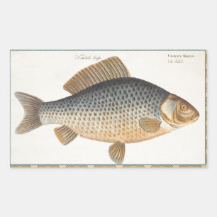 Carp fish fishing painting freshwater drawing  rectangular sticker