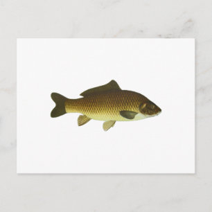 Carp Postcard