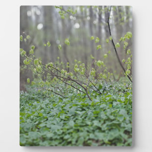 Carpathian Forest Floor Romania Nature Photograpy Plaque