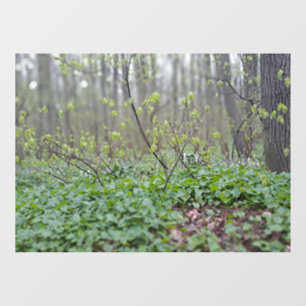Carpathian Forest Floor Romania Nature Photograpy Window Cling