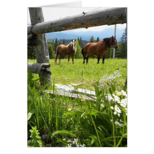 Carpathian Mountains - Ukraine (Front)