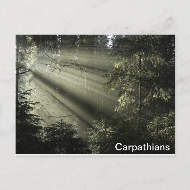 Carpathians mystic forest postcard (Front)