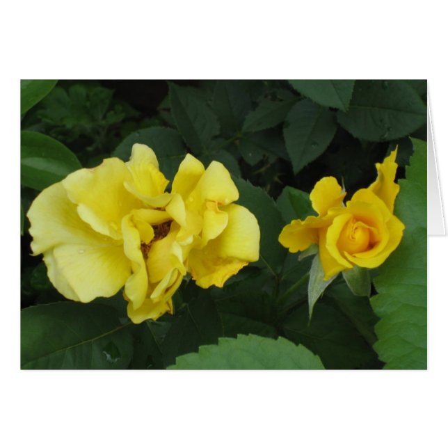 carpe diem card (Front Horizontal)