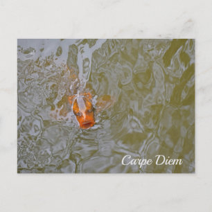 Carpe Diem Pond Fish Photograph Postcard