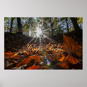 Carpe Diem shiny colourful leaves forest sunset Poster