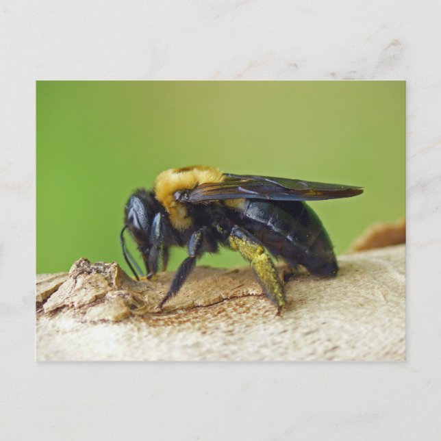 Carpenter Bee. Postcard (Front)