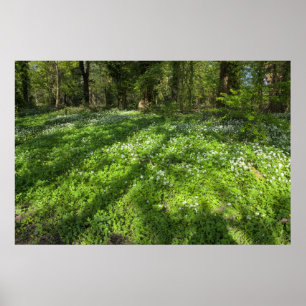 Carpet of Wild Garlic With Tree Shadows Poster