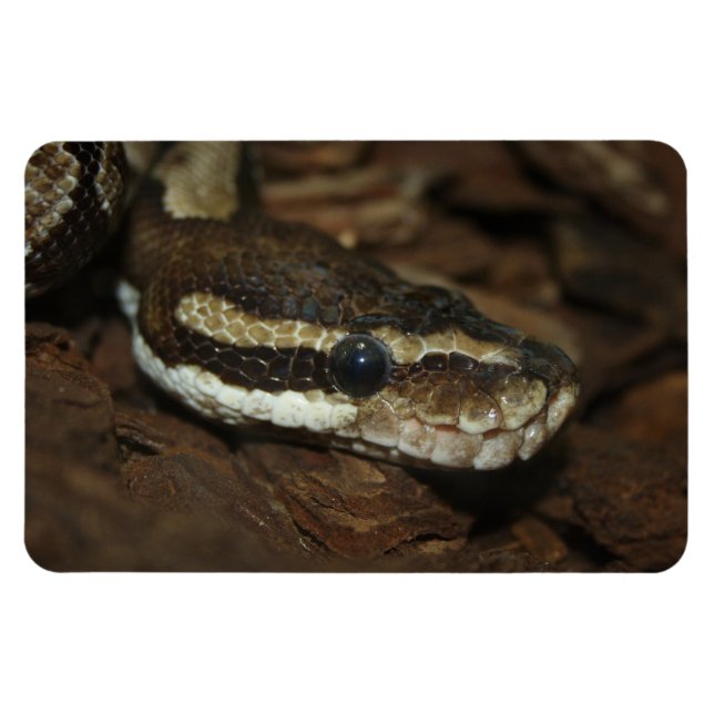 Carpet python magnet (Horizontal)