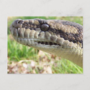 Carpet Python Postcard