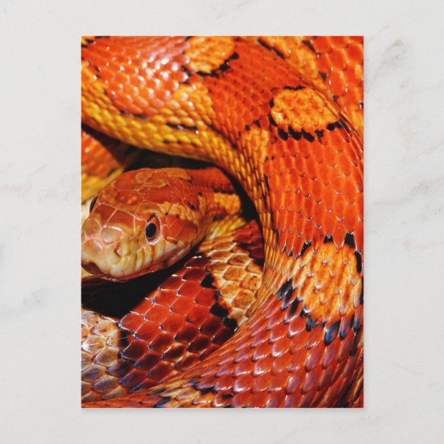 Carpet Snake Postcard (Front)