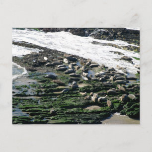 Carpinteria Seal Sanctuary Postcard