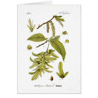 Carpinus betulus (European hornbeam)