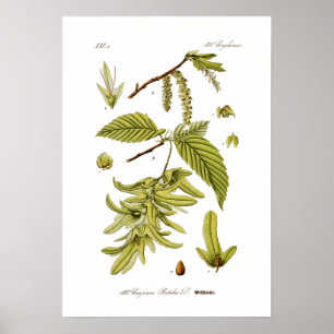 Carpinus betulus (European hornbeam) Poster