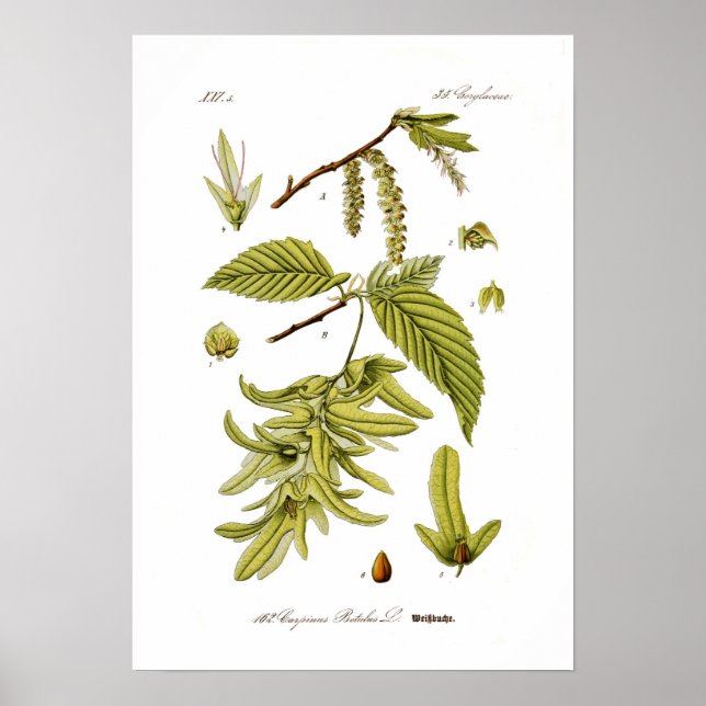 Carpinus betulus (European hornbeam) Poster (Front)