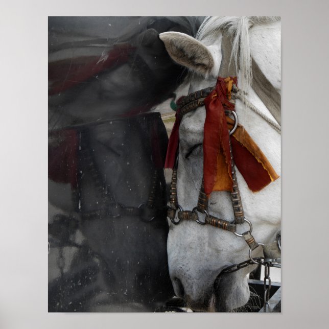 Carriage Horse and Its Reflection Poster (Front)