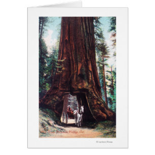 Carriage Travelling Under a Giant Redwood