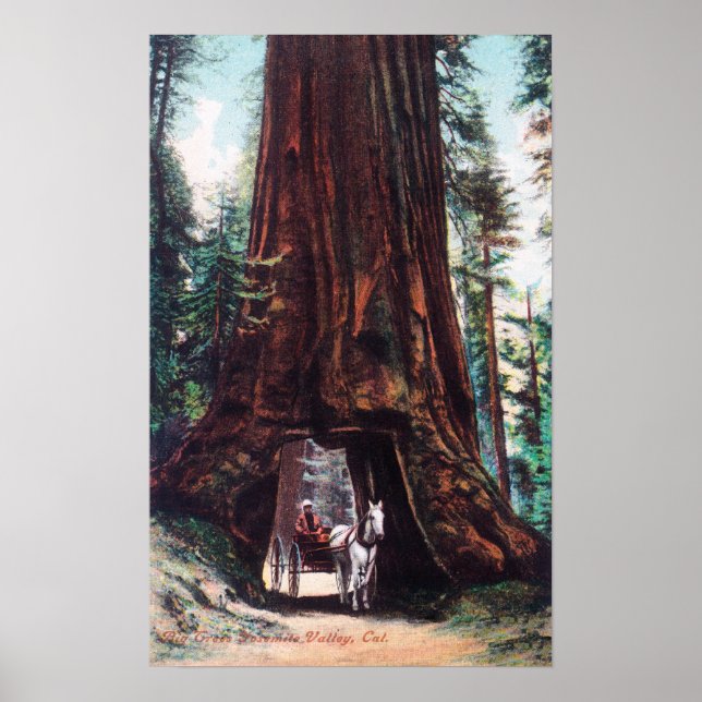 Carriage Travelling Under a Giant Redwood Poster (Front)