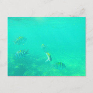 CARRIBEAN SEA #5 POSTCARD