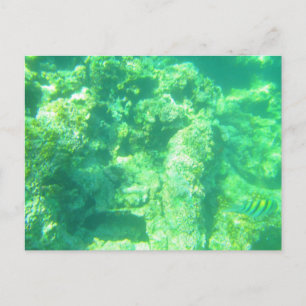 CARRIBEAN SEA POSTCARD 13