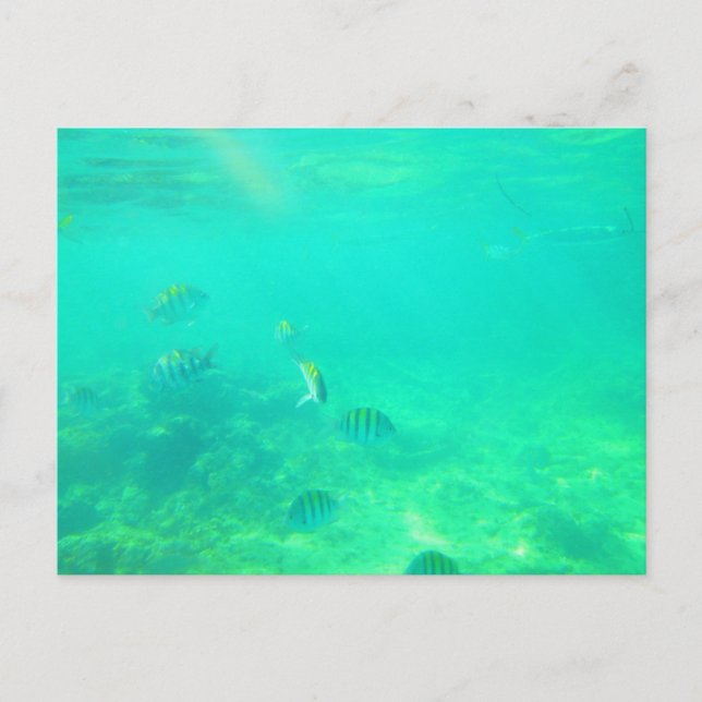 CARRIBEAN SEA POSTCARD 14 (Front)