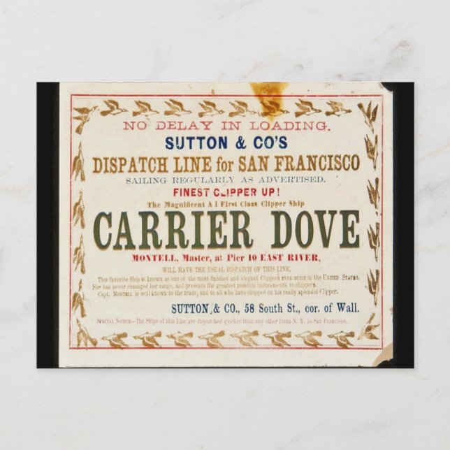 Carrier Dove Clipper Sailing  Postcard (Front)