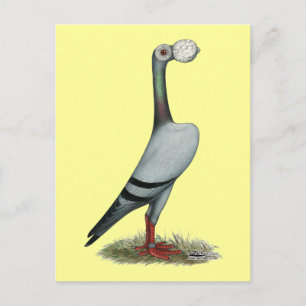 Carrier Pigeon 2012 Postcard
