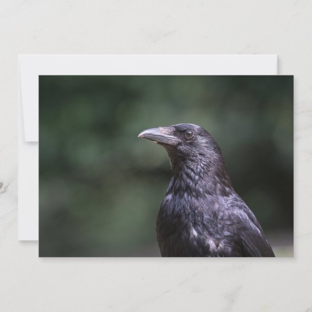Carrion crow bird nature photo card (Front)