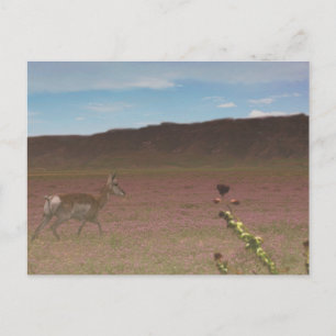 Carrizo Plain National Monument Postcard