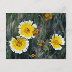 Carrizo Plain Wildflowers Postcard